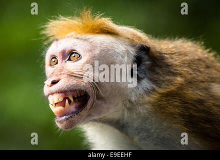 Toque macaque che mostra il suo miglior sorriso Foto Stock