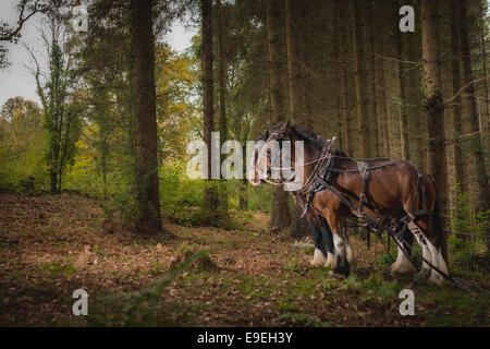 Pesante lavoro di cavalli nel bosco Foto Stock