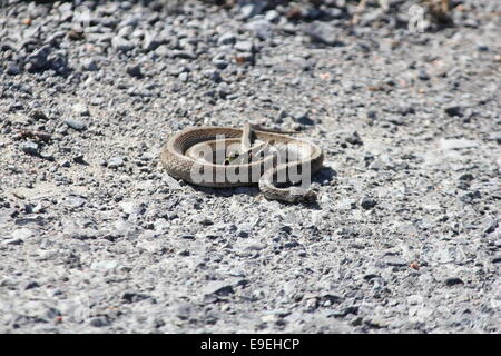 Snake Marrone (Dekays Brownsnake) avvolto a spirale su una banchina, appare morto. Grasshopper entro la bobina del serpente Foto Stock