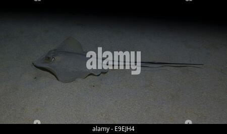 Comune di Stingray, Dasyatis pastinaca, nuoto. La foto è stata scattata in Golden Bay, Malta, Mare Mediterraneo. Foto Stock