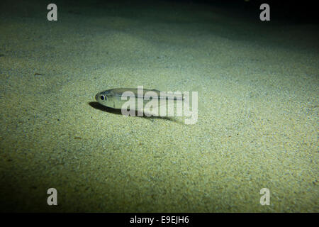 Grande Scala puzzava di sabbia, Atherina boyeri, cerca di piccoli bentonici di crostacei e molluschi. Immagine da Malta, Mare Mediterraneo Foto Stock