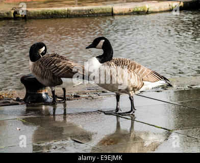 Canada Goose (Branta canadensis), di camminare sulla strada accanto al canale. Tempo piovoso. Foto Stock