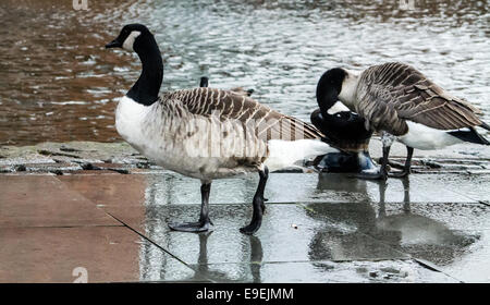 Canada Goose (Branta canadensis), di camminare sulla strada accanto al canale. Tempo piovoso. Foto Stock