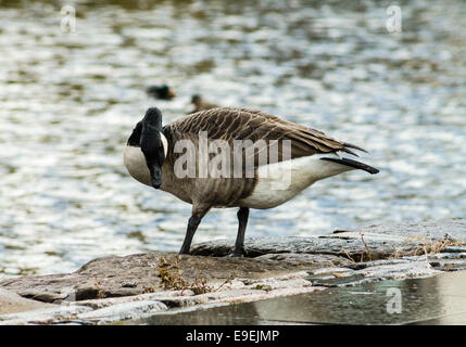 Canada Goose (Branta canadensis), di camminare sulla strada accanto al canale. Tempo piovoso. Foto Stock