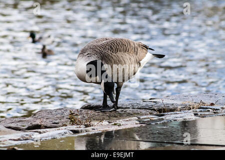 Canada Goose (Branta canadensis), di camminare sulla strada accanto al canale. Tempo piovoso. Foto Stock