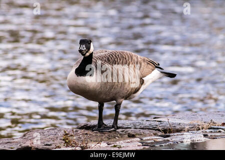 Canada Goose (Branta canadensis), di camminare sulla strada accanto al canale. Tempo piovoso. Foto Stock