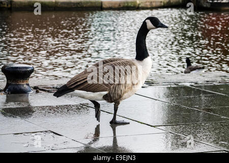 Canada Goose (Branta canadensis), di camminare sulla strada accanto al canale. Tempo piovoso. Foto Stock