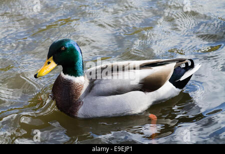 Adulto Mallard Drake, nuoto nel canale. Foto Stock