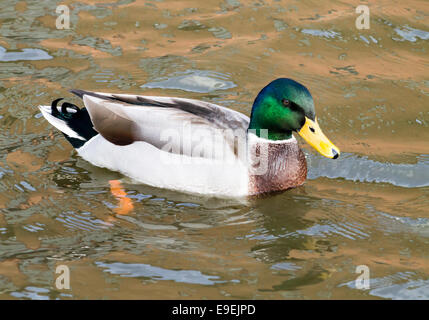 Adulto Mallard Drake, nuoto nel canale. Foto Stock