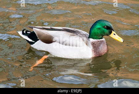 Adulto Mallard Drake, nuoto nel canale. Foto Stock