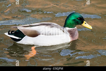 Adulto Mallard Drake, nuoto nel canale. Foto Stock