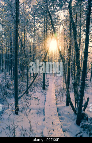 Il freddo inverno il sole brilla attraverso la coperta di neve rami su di una tranquilla strada forestale Foto Stock