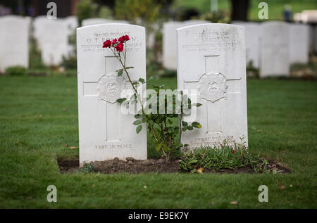 Rose rosse di fronte una lapide a Essex Farm cimitero, Ypres, Belgio. Foto Stock