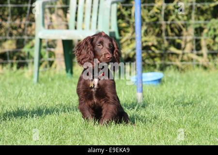 Molto carino giovani piccole fegato di cioccolato tipo di lavoro cocker spaniel Foto Stock