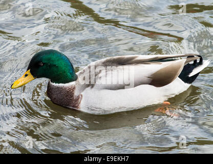 Adulto Mallard Drake, nuoto nel canale. Foto Stock