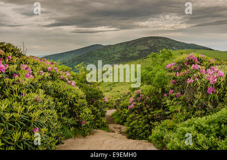 Un sentiero roccioso corre a destra attraverso cespugli di rododendro in fiore su Jane Bald Foto Stock