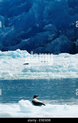 Guarnizione di tenuta del porto su iceberg galleggianti al di sotto di faccia terminale del Sud Sawyer Glacier, Tracy braccio, a sud-est di Alaska, STATI UNITI D'AMERICA Foto Stock