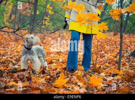 Autunno Autunno colori Colori donna cane a camminare nel parco Foto Stock