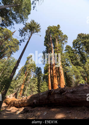 Il gigante caduto albero di sequoia in California. Foto Stock