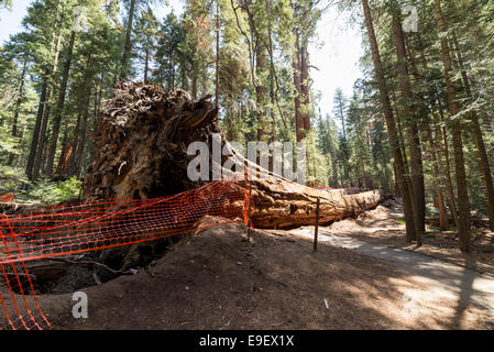 Il gigante caduto albero di sequoia in California. Foto Stock