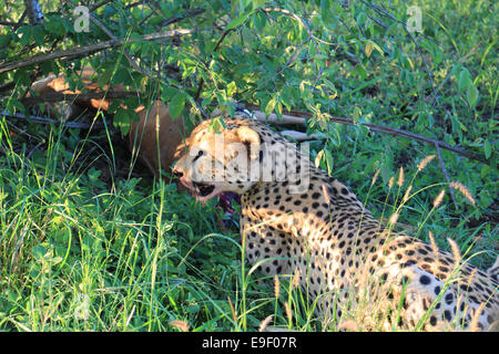 Un ghepardo (Acinonyx jubatus) che appena fatto un uccisione, mangiare un'impala nelle boccole (Sud Africa). Foto Stock