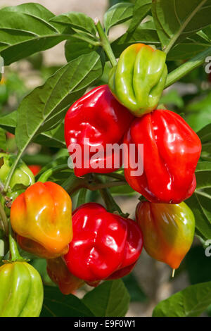 Hot, colorato habanero Peperoncino (Capsicum chinense) maturazione in sun. Regno Unito, 2014. Foto Stock