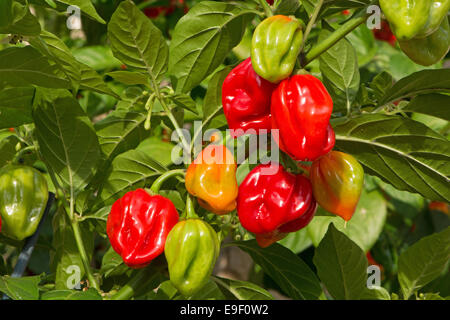 Hot, colorato habanero Peperoncino (Capsicum chinense) maturazione in sun. Regno Unito, 2014. Foto Stock