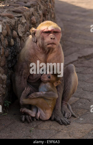 Baby monkey bere latte da sua madre. Orchha, Madhya Pradesh, India Foto Stock