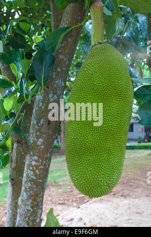 Jackfruit Foto Stock