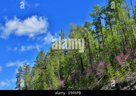 DaXingAnLing foresta vergine Foto Stock