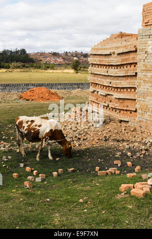 Fatto a mano i mattoni in Madagascar con bovini zebù Foto Stock