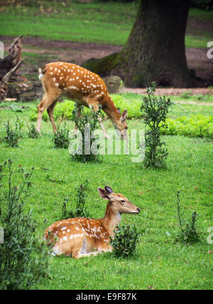 Due daini (Dama Dama) sono a riposo e al pascolo. Il tema degli animali. Foto Stock