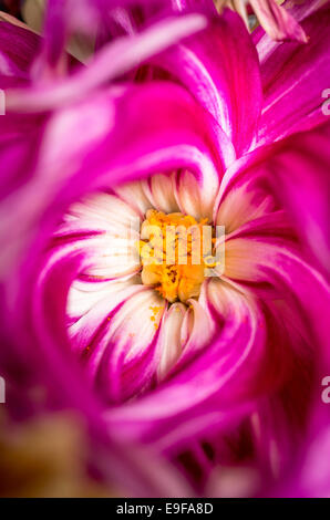 Petali di vorticazione di Dahlia 'Grande Finale" che producono un'immagine astratta Foto Stock