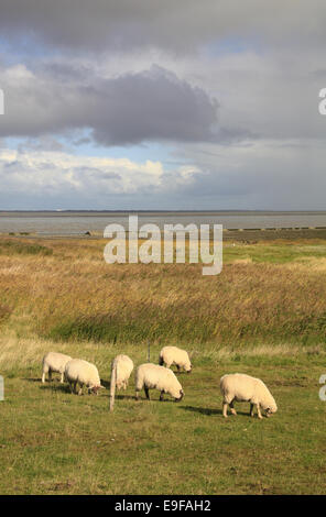 Pecore al pascolo sulla diga del Mare del Nord Foto Stock