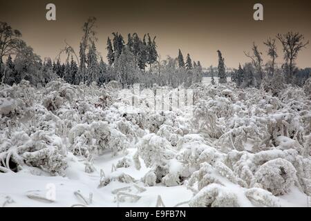 Congelati e coperta di neve alberi lungo la strada Foto Stock