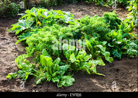 Verdure verdi in crescita in un piccolo giardino Foto Stock