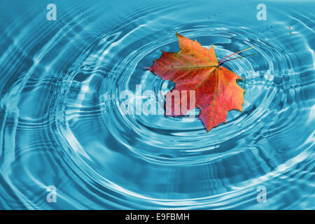 Autunno maple leaf che giace sull'acqua Foto Stock