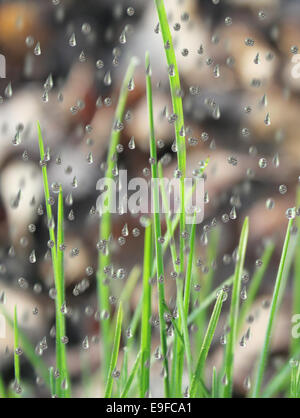 Le gocce di pioggia sull'erba Foto Stock