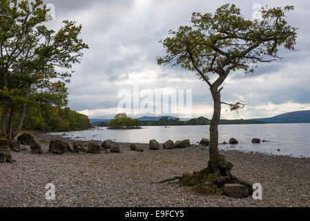 Radici esposte di un solitario inglese Quercia Gowing sulla riva di ghiaia di Loch Lomond vicino a Balmaha Scotland Regno Unito Regno Unito Foto Stock