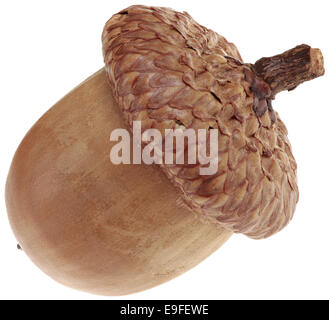 Uno spaccato Acorn Foto Stock