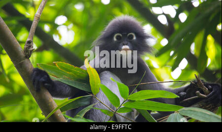 Dusky Leaf Monkey (Trachypithecus obscurus) noto anche come Spectacled Langur o foglia Spectacled scimmia, Kaeng Krachan National P Foto Stock