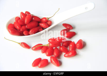 Mature goji-bacche (Lycium barbarum) Foto Stock