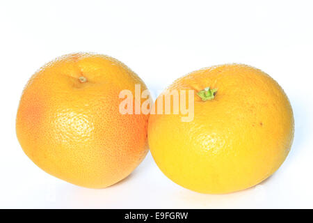 Di pompelmo (Citrus aurantium x) Foto Stock