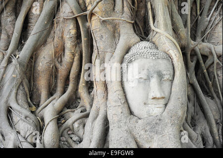 Testa di Buddha in radici di albero Foto Stock