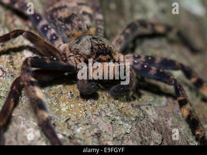 Huntsman Spider (Sparassidae sp.), Kaeng Krachan National Park, Thailandia Foto Stock