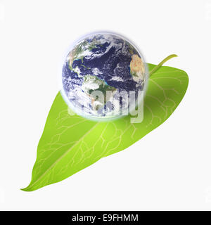 Massa sulla foglia verde Foto Stock