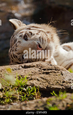 Tigre bianca del Bengala (Panthera tigris tigris) Foto Stock