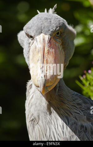 Shoebill, Abu Markub (Balaeniceps rex) Foto Stock