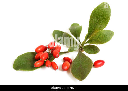 Mature barberries sul ramo con foglie di colore verde Foto Stock