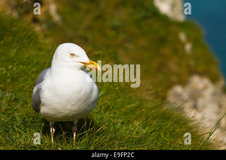 Aringa europea gabbiano (Larus argentatus) Foto Stock